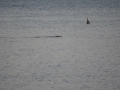 Last pylon in 2012 and passing croc